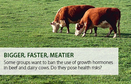 Health risks of cows with growth hormones